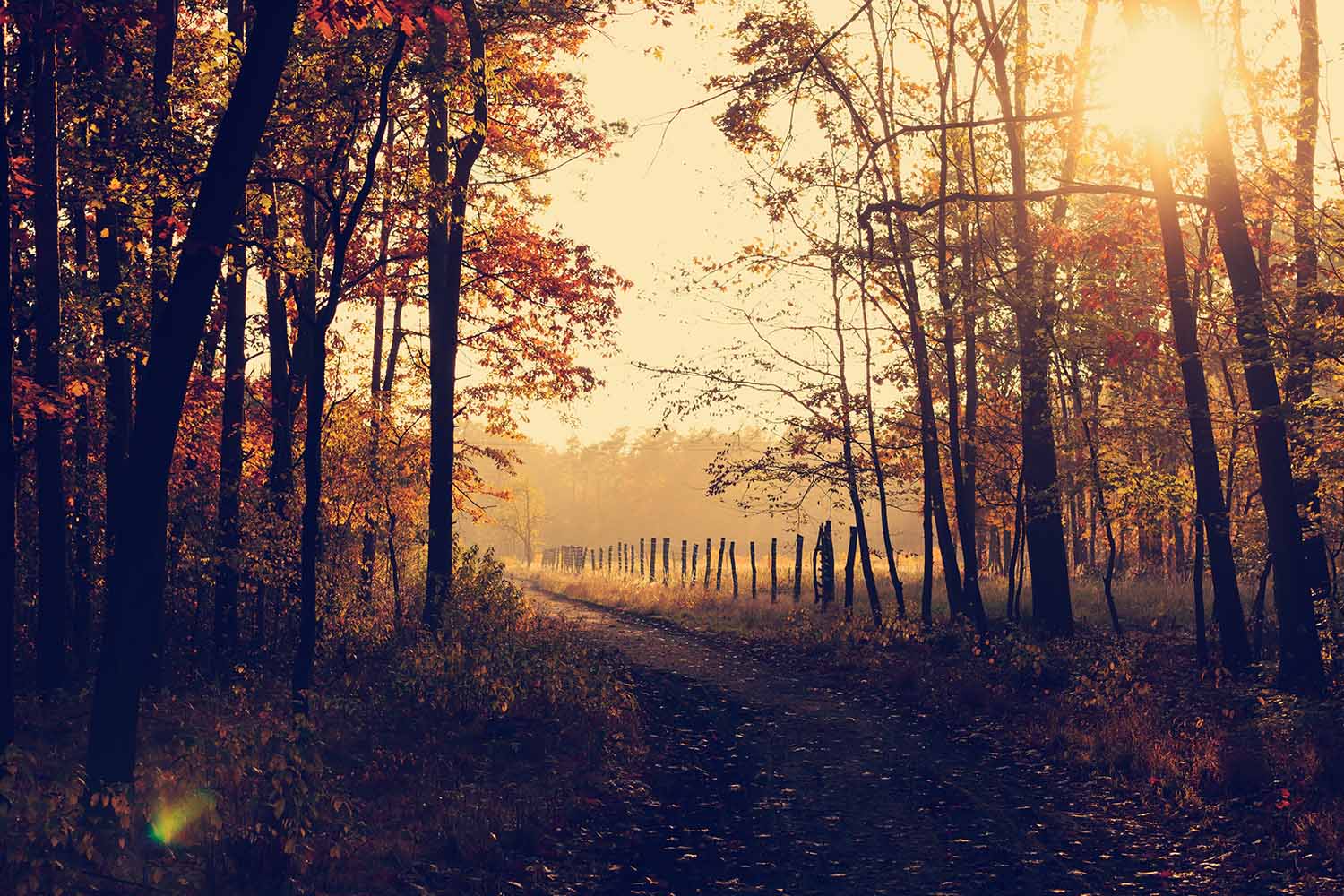 Fall Forest Photoshoots