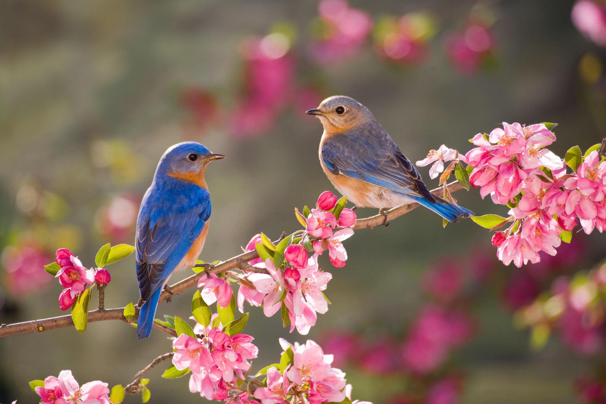Capturing the Essence of Spring: a Photography Guide